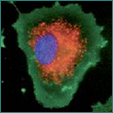 Molecular Targeting Technologies, Inc.