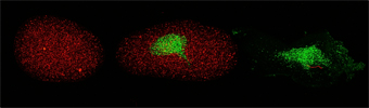 mouse lymphocytes