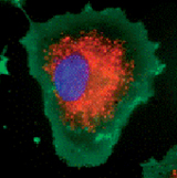 srfluor image