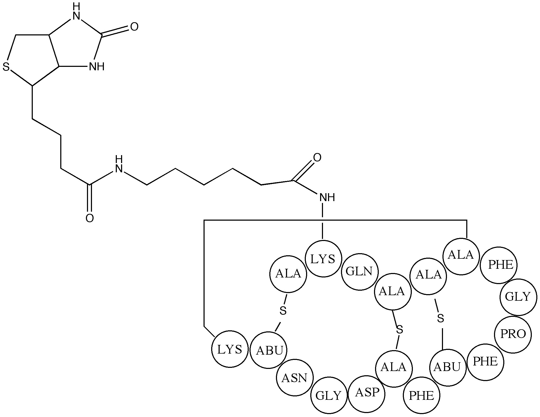 Duramycin-LC-Biotin