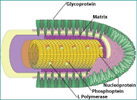 RV Viral Particle